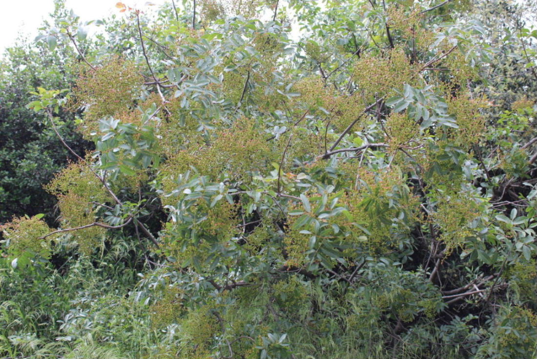 Pistacia terebinthus / Terebinto